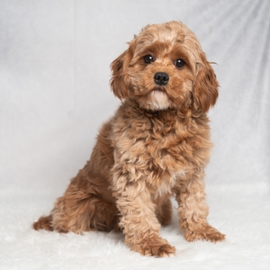 Bailey